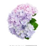 LOL赛场遗憾瞬间,直播回顾泪目现场 c5h93p