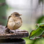 LMS赛区精彩赛事全程直播火热进行中 n274qeoj